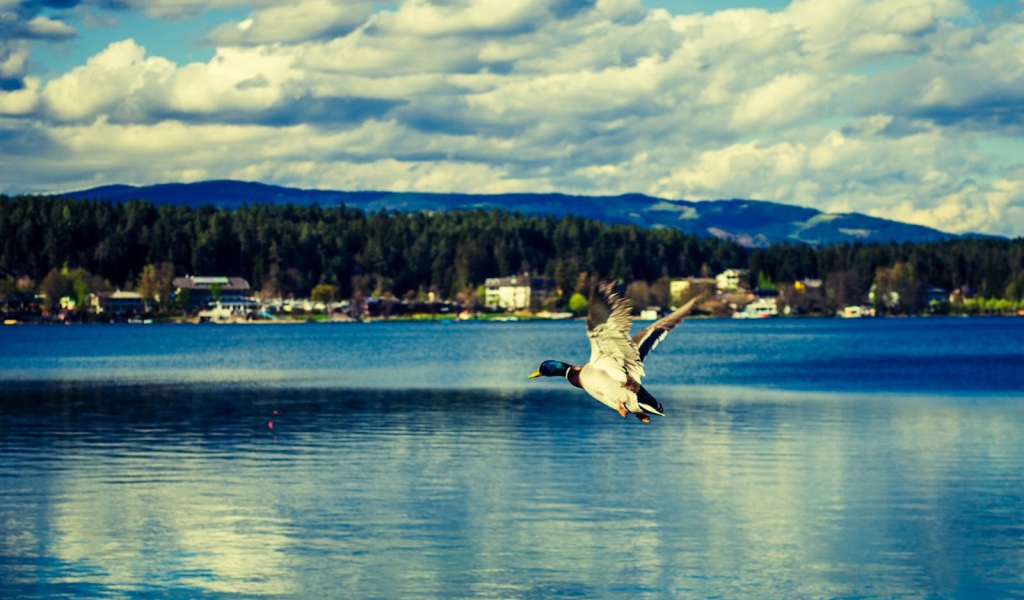 Утка над озером Клопайнер Зее, Австрия