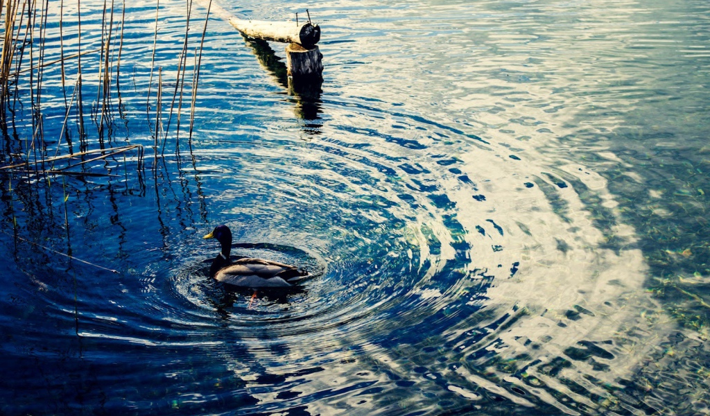 Утка на воде озера Клопайнер Зее, Австрия