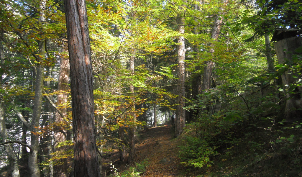 Лес на курорте Тельфс-Бюхен, Австрия