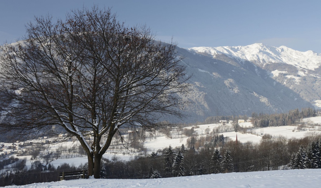 Дерево на фоне гор на курорте Лиенц, Австрия