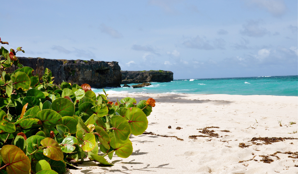 Восхитительный вид на пляж в Барбадосе