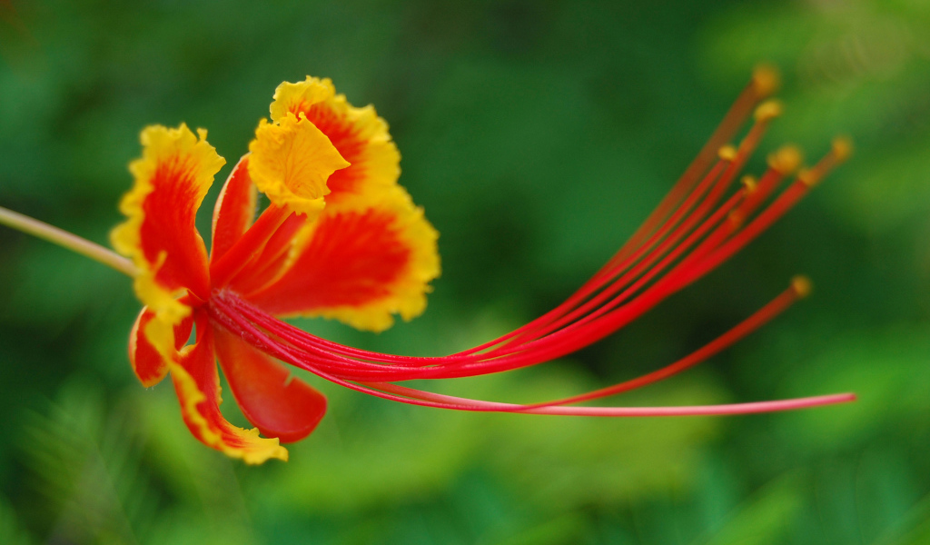 Красивый цветок в Барбадосе
