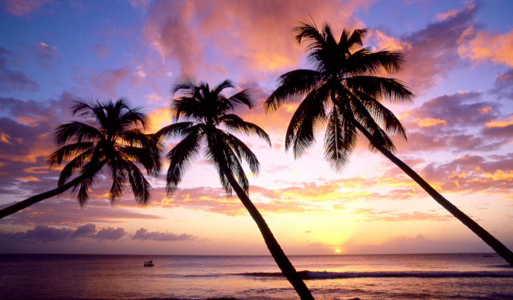 Три пальмы в Барбадосе