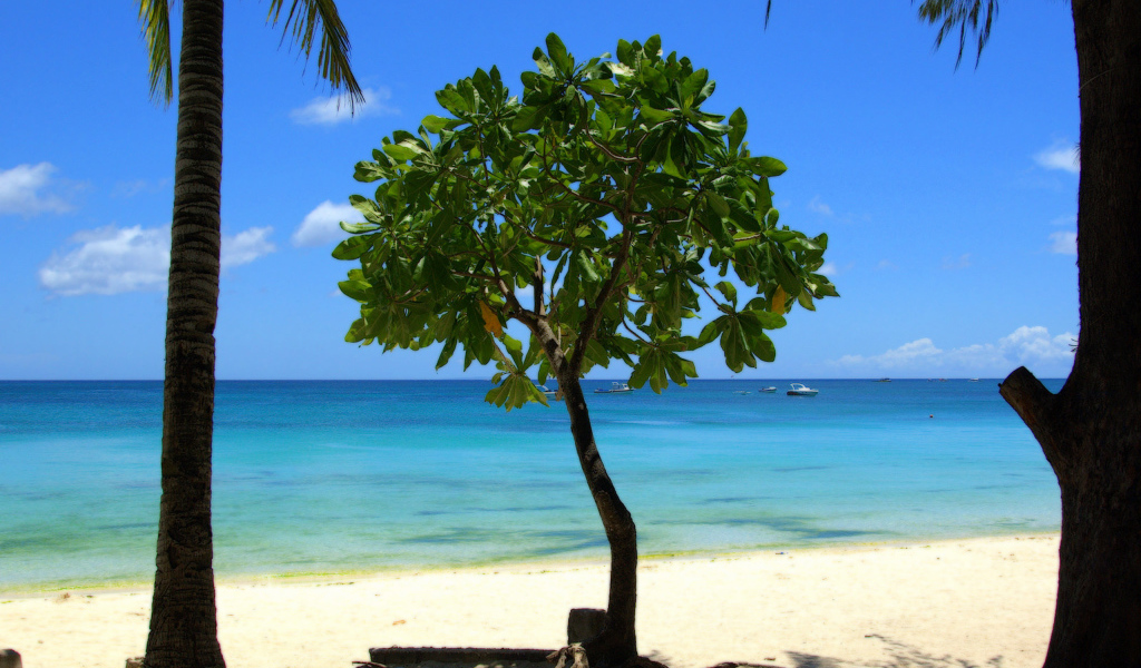 Дерево в Барбадосе