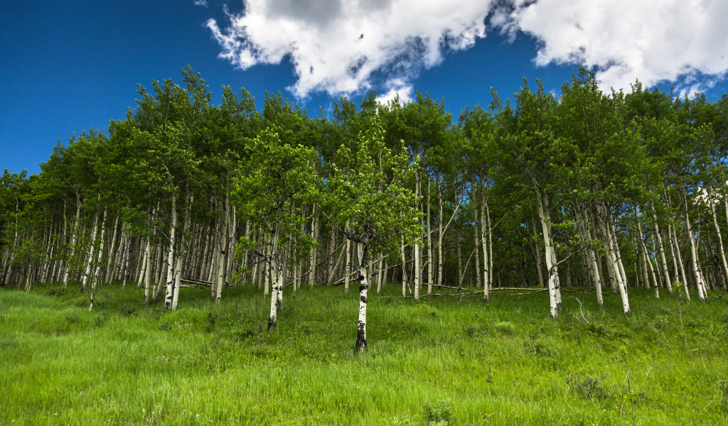 Альберта, Канада