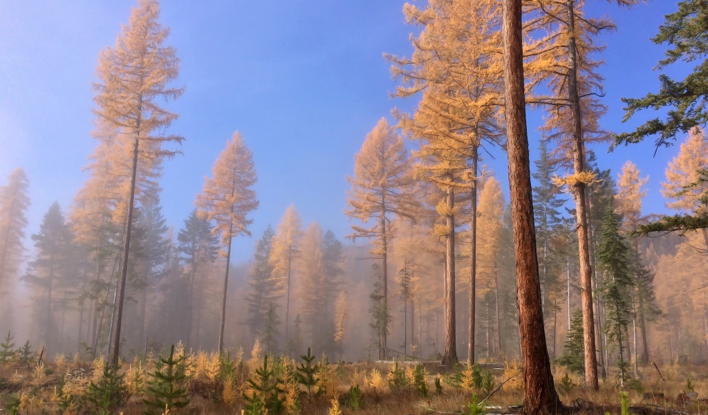 Доисторические леса, Британская Колумбия, Канада