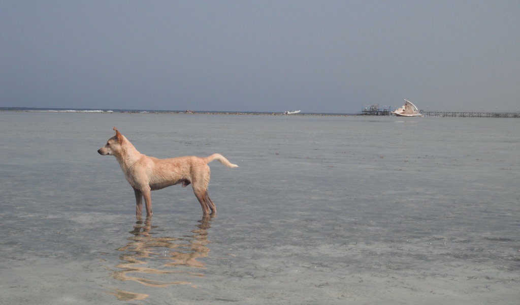 Собака в воде на курорте Марса Алам, Египет