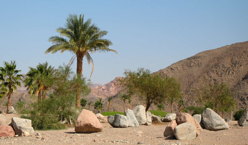 Пальмы на фоне гор на курорте Таба, Египет