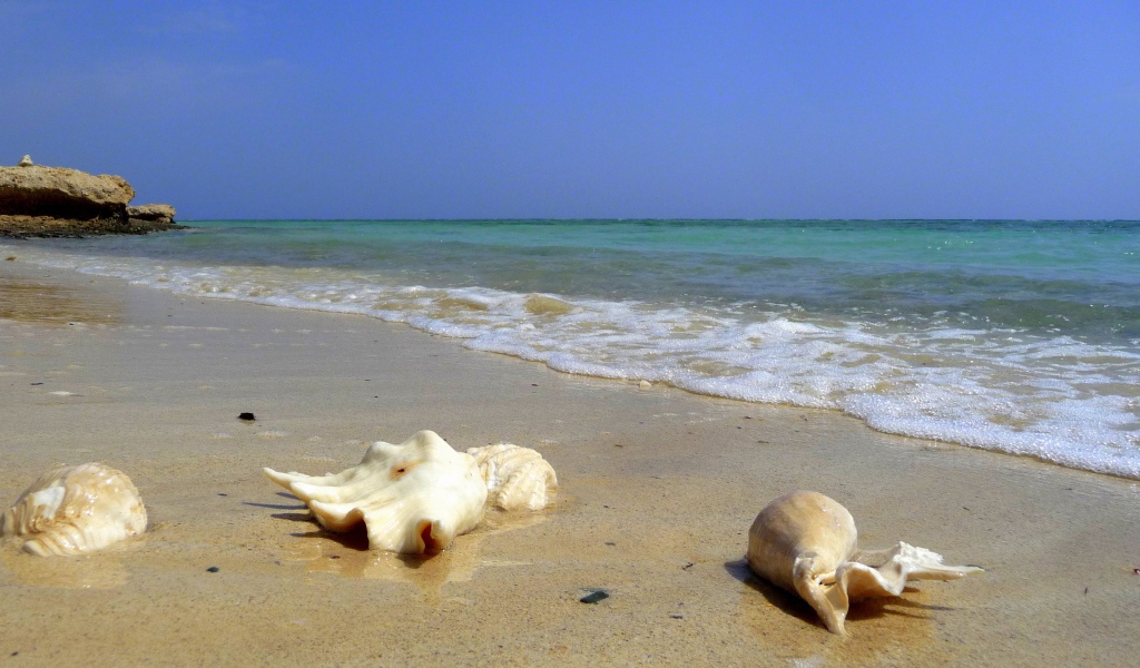 Seashells on the beach in the resort of El Quseir, Egypt
