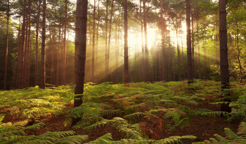 Рассвет в лесах Броксборн, Великобритания