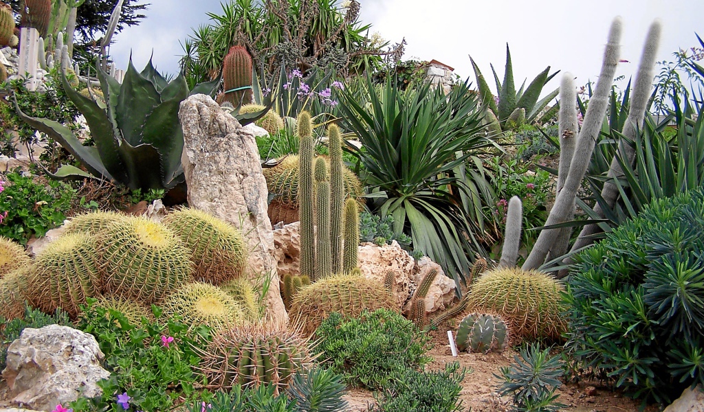 Кактусы на курорте Эз, Франция