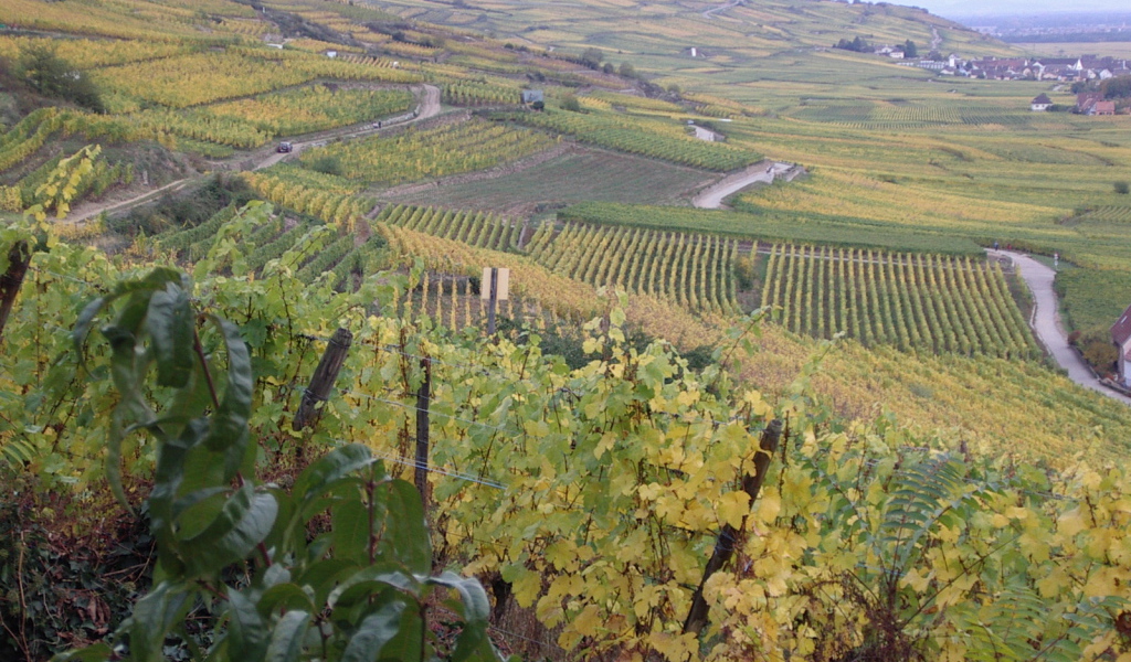 Бескрайние виноградники в Эльзасе, Франция