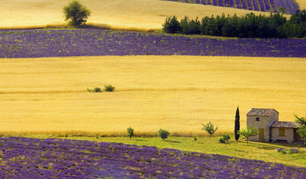 Поля в Провансе, Франция