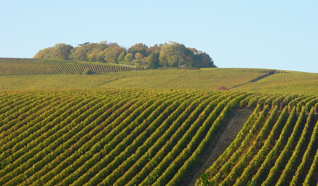 Поля  виноградников в провинции Шампань, Франция