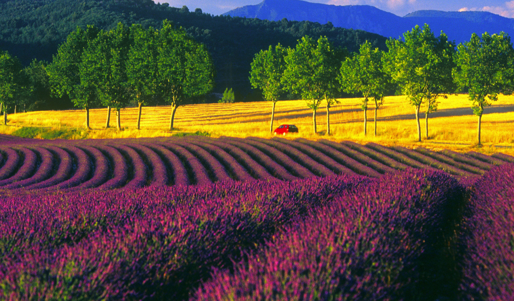 Пейзаж в Провансе, Франция