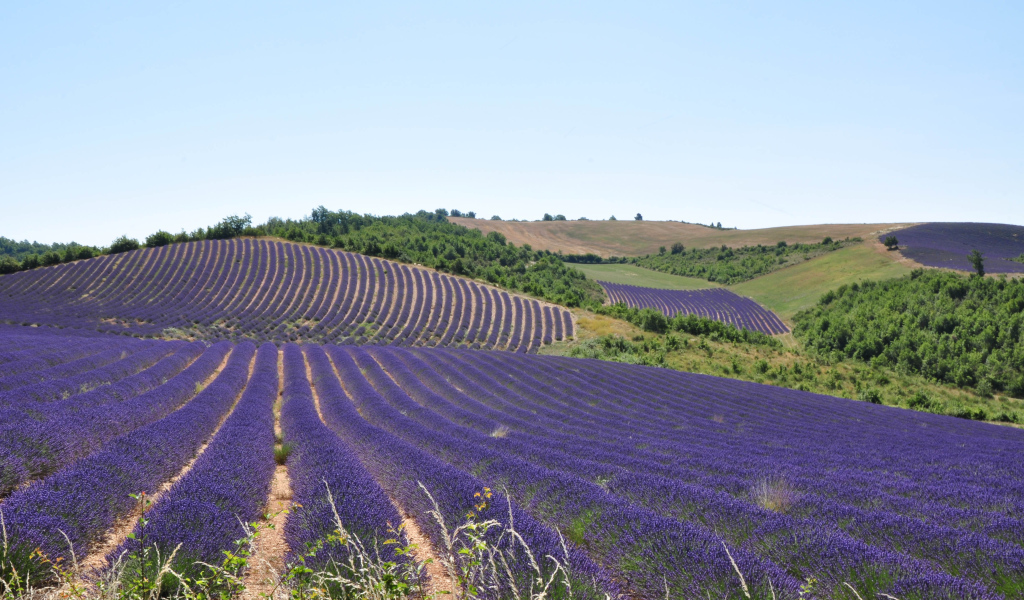 Лавандовые поля в Провансе, Франция