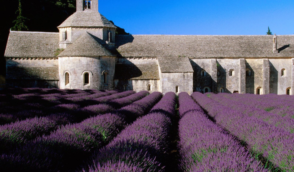 Лаванда на фоне замка в Провансе, Франция