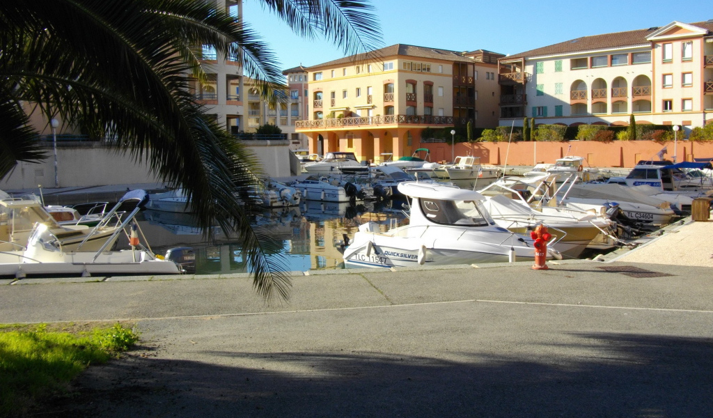 Пальма в порту на курорте Порт Де Фрежюс, Франция