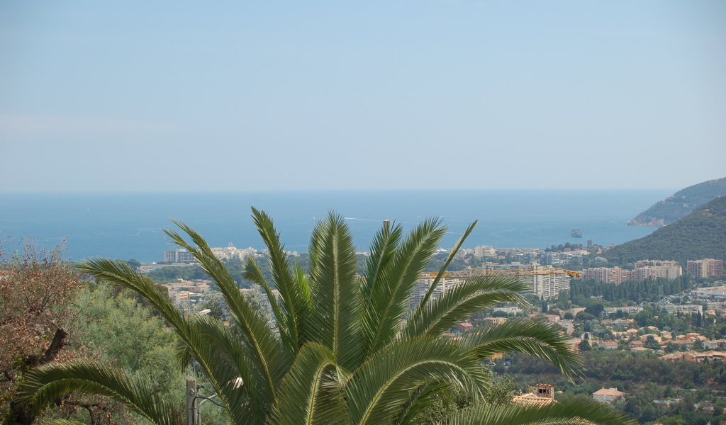 Пальма на фоне города на курорте Манделье ля Напуль, Франция