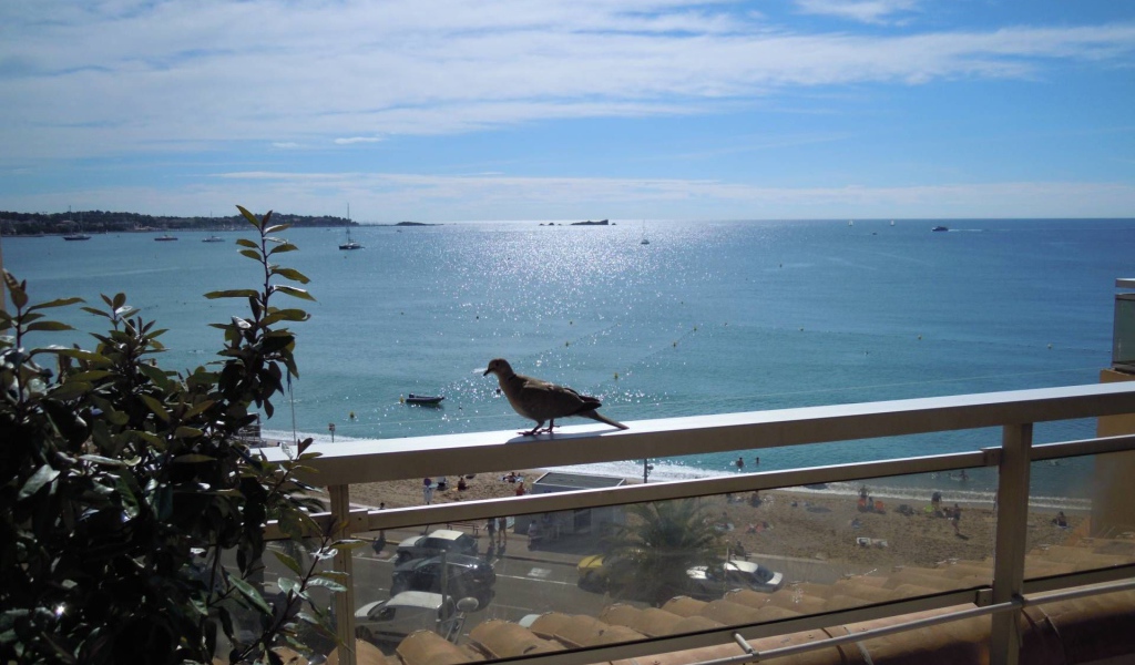 Голубь на балконе на курорте Порт Де Фрежюс, Франция