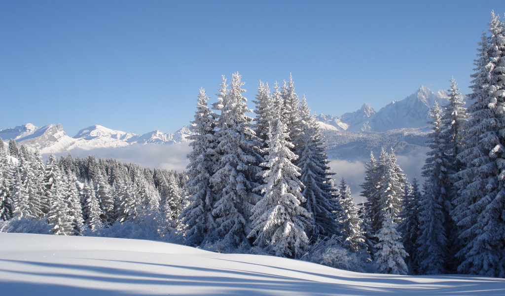 Заснеженные ели на горнолыжном курорте Межев, Франция