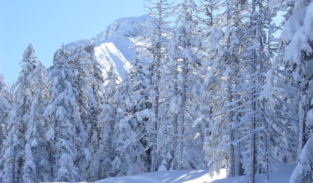 Заснеженные ели на курорте Виллар-де-Ланс, Франция