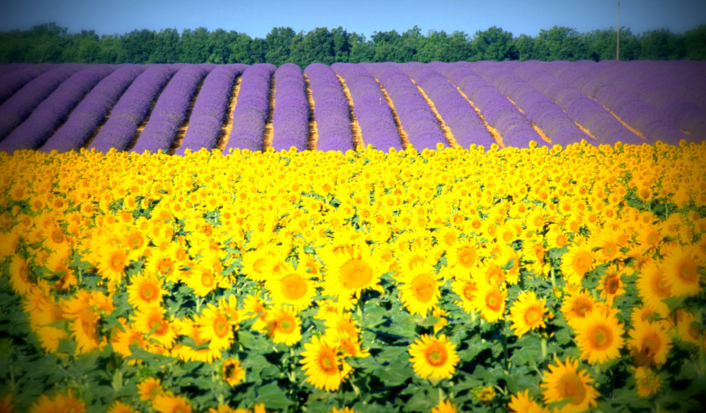 Подсолнухи в Провансе, Франция