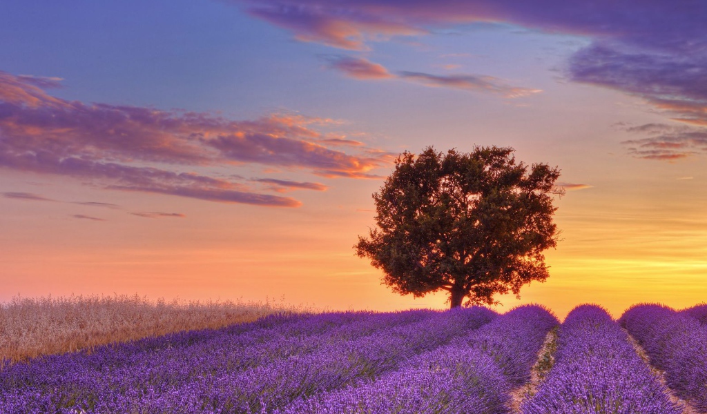 Дерево на фоне заката в Провансе, Франция