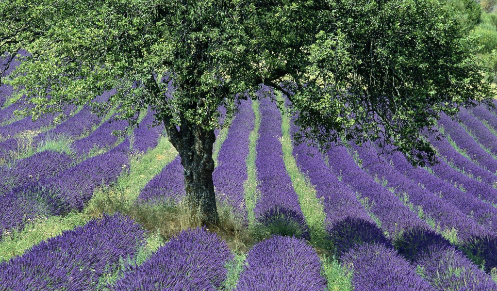 Дерево в поле в Провансе, Франция