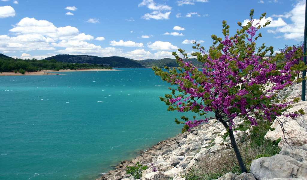Дерево на берегу в Провансе, Франция