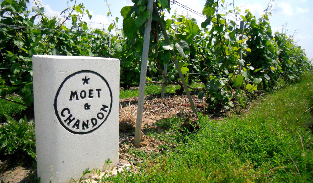 Сорт винограда на камне в провинции Шампань, Франция