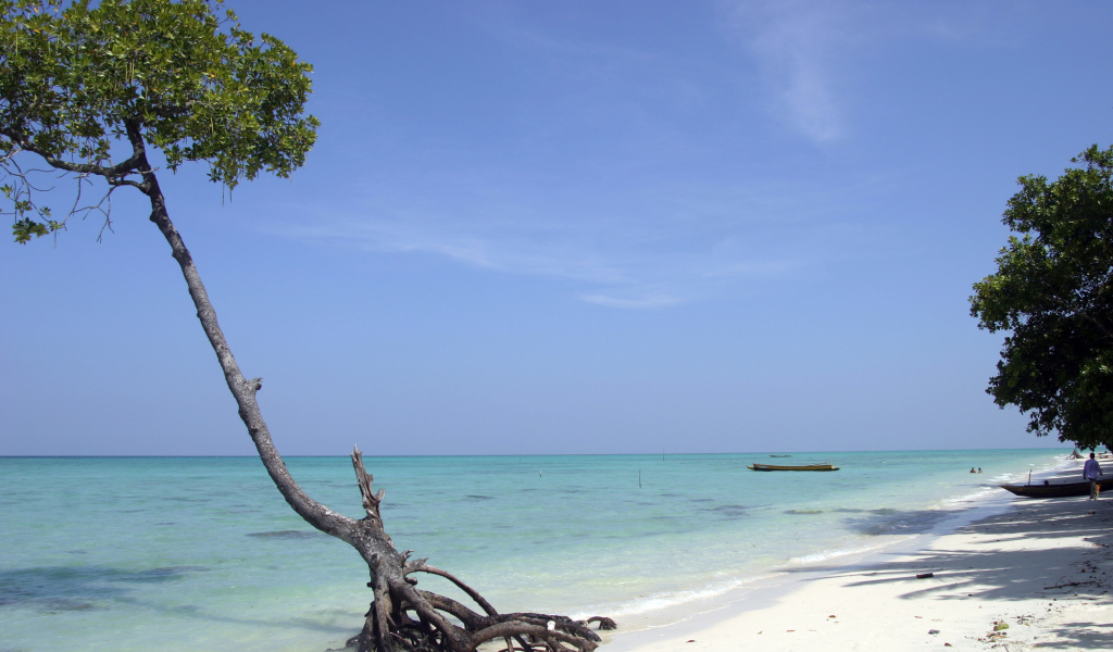 Красивое дерево на Андаманских островах