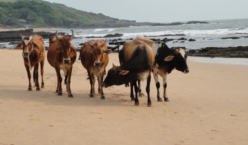 Коровы на пляже в Анджуне