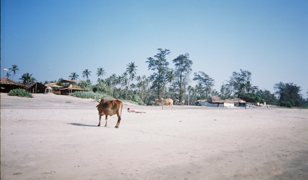Коровы на пляжах Арамболь