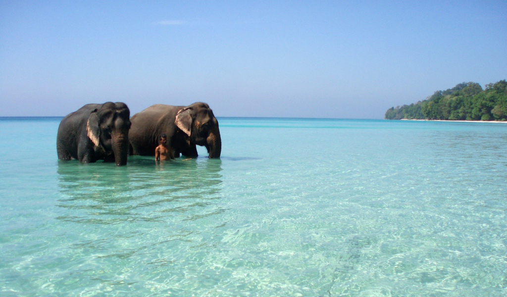 Слоны на Андаманских островах