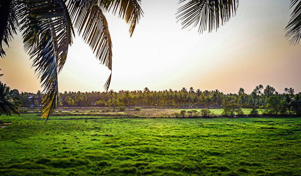 Поля на Гоа