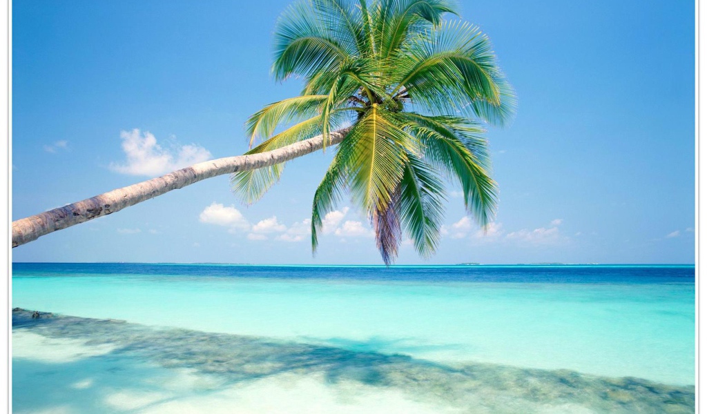 Пальмы в Гоа