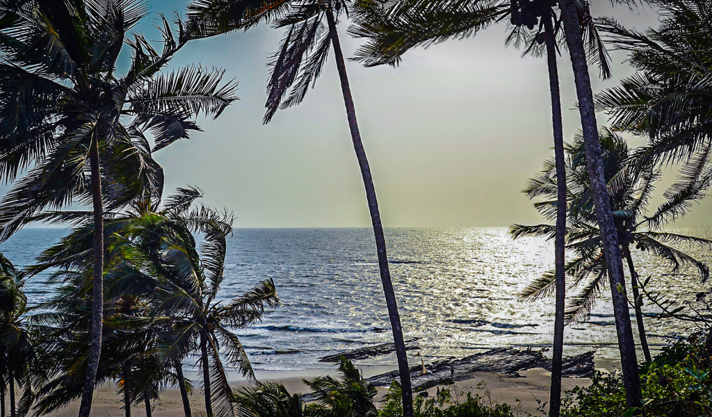 Пальмы на пляжах в Гоа