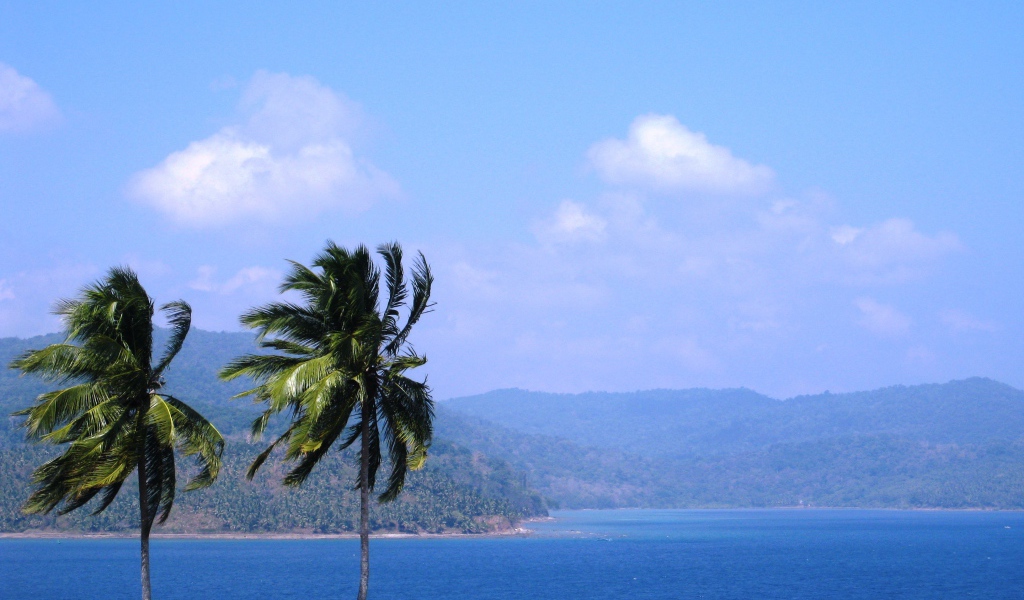 Высокие пальмы на Андаманских островах