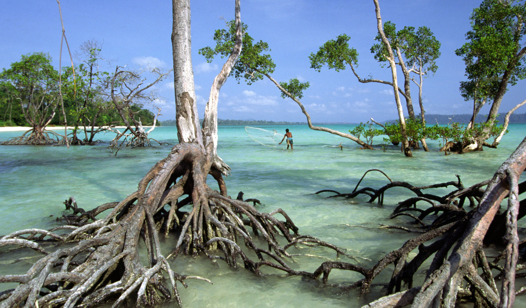 Необычные деревья на Андаманских островах