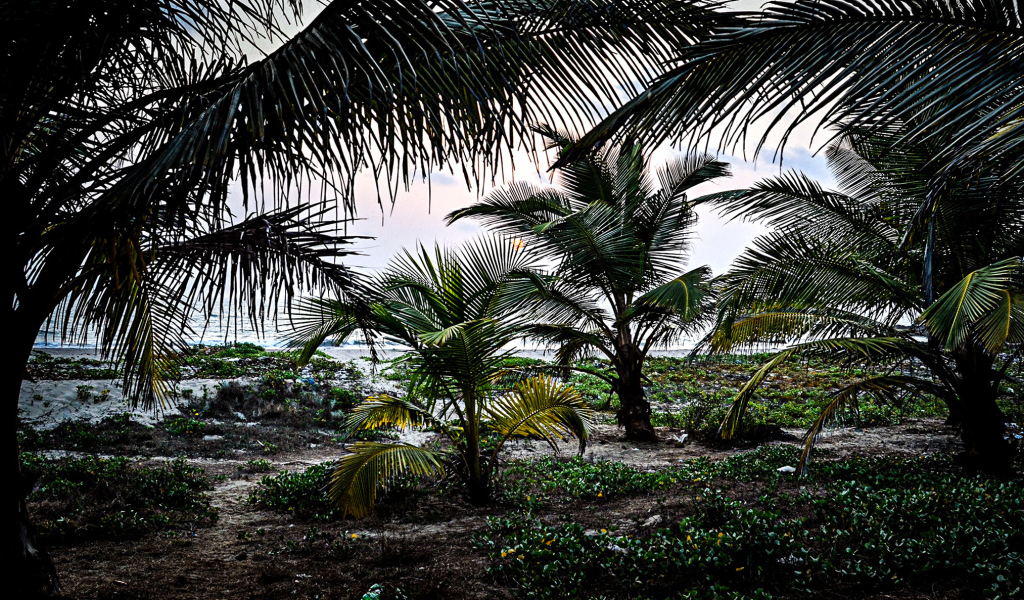Растительность в Гоа