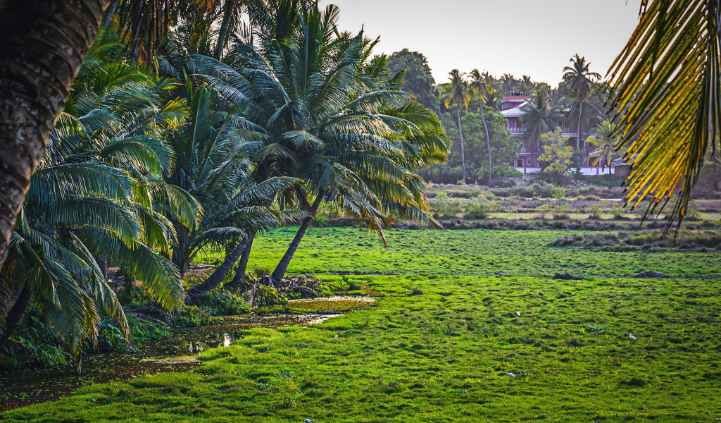 Чудесная природа в Гоа