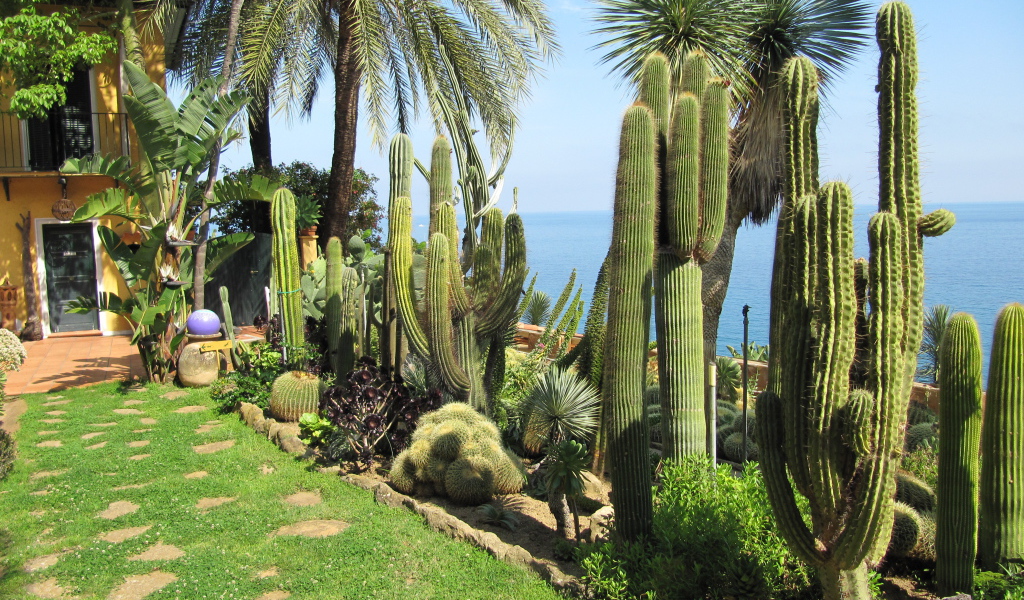 Кактусы на набережной на курорте Бордигера, Италия