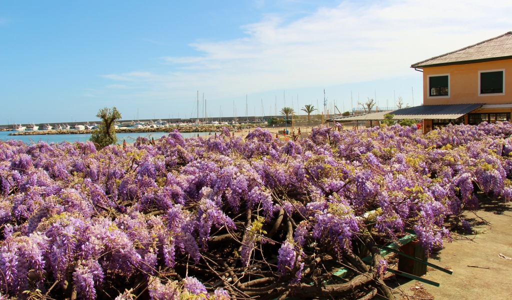 Цветы на пляже в Сан Ремо, Италия