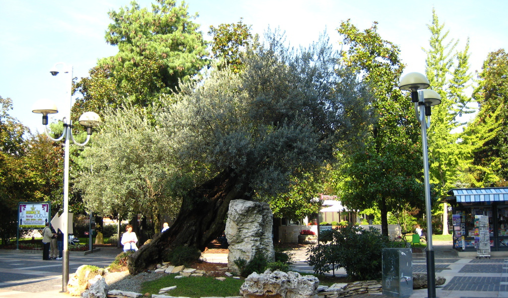 Маслина на улице на курорте Абано Терме, Италия