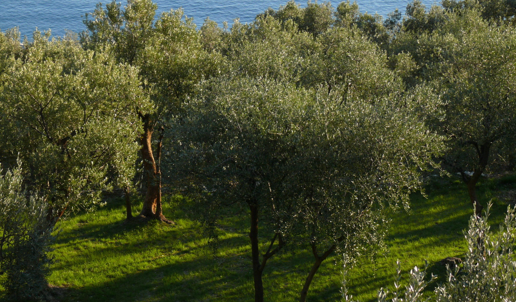 Оливковые деревья на фоне моря в Лигурии, Италия