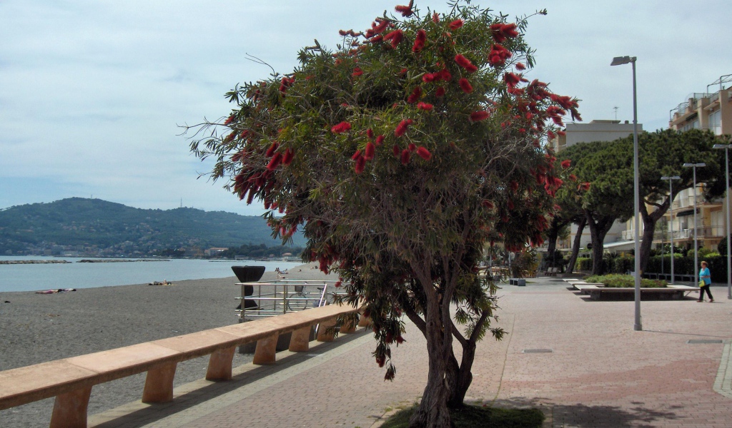 Дерево на пляже на курорте Сан Бартоломео Аль Маре, Италия