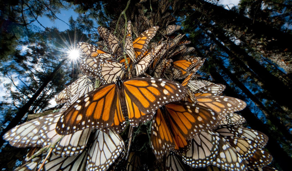 Эффектное Мексика