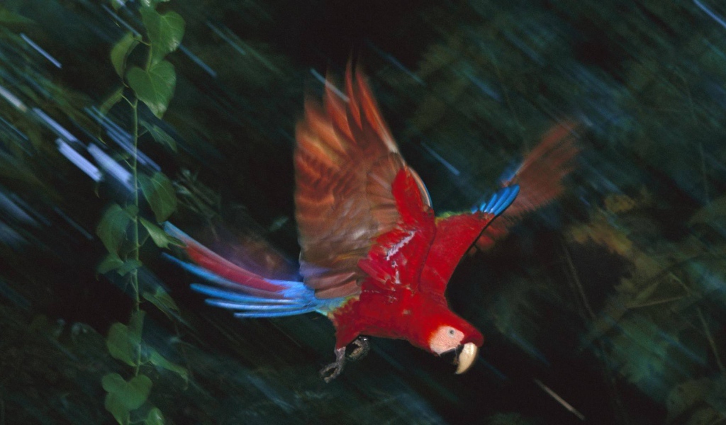 Прекрасная птица в Перу