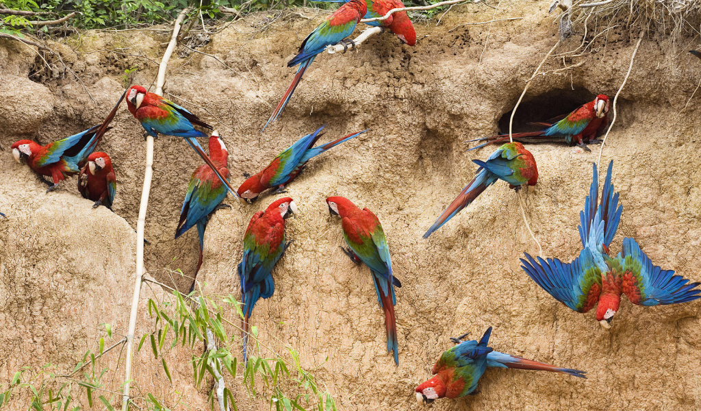 Птицы в Перу